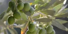 Pubblicata su GU Ue domanda Igp per Olive taggiasche liguri