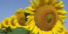 Segnali ribassisti in tutta Europa su prezzi olio di girasole