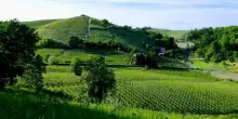 Vino, l’8 giugno “Passeggiata Slow” per scoprire lo Strevi Doc Passito