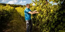 Vino, Giannitessari lancia “Durello in Malga” tra sapori della Lessinia