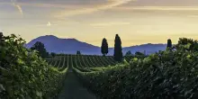 Ottella compie 120 anni: da piccola Cantina a realtà internazionale