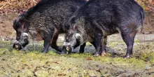 Nel Sud Sardegna torna l’allarme danni da fauna selvatica