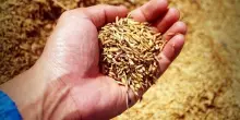 Coldiretti: in 50mila i giovani agricoltori nei campi italiani
