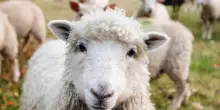 Nasce in Abruzzo la scuola per la pastorizia estensiva
