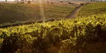 Consorzi Vermentino e Cannonau Sardegna nel Consorzio Uno di Oristano