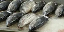 Serpillo (Uci): servono investimenti strutturali per la pesca