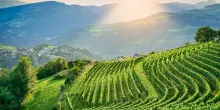 Vino, Cantina Valle Isarco: in 10 anni +200% di vigneti di Kerner
