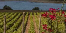 Consorzio Vini Doc Sicilia: a giugno eventi a Noto, Taormina e Cefalù