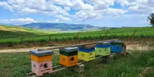 Più sostenibilità nei vigneti con le api, il progetto della Fai