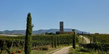 Vino, dieci anni fa la famiglia Veronesi acquisiva Tenimenti Leone
