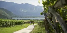 Enoturismo in Alto Adige: un’estate tra Cantine, natura e sport