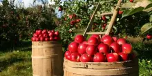 Calderone: lavoriamo su strumenti a sostegno imprese agricole