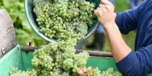 Uiv: con vendemmia normale rischio 90 mln hl in cantina e crollo prezzi