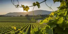 Vino, Uiv: abbassare rese per ettaro e un anno di stop a nuovi impianti
