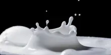 Efsa:da import prodotti Usa latte crudo rischio aviaria HPAI in Ue