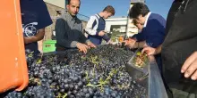 Vino, Equalitas: sostenibilità filiera parte dal benessere sul lavoro