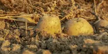 Da E-R 2,5 mln a sostegno patate, riso, barbabietole e pesca