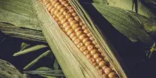 Confagri Padova: mais, frumento e orzo non sostengono più reddito