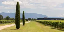 Vino, i bianchi di Cantina Puiatti raccontano l’estate in FVG