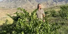Vino, “Insieme si...sboccia”: enologi e Cantine a confronto a Firenze