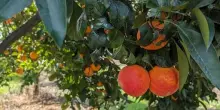 Intesa Arancia Rossa Igp e UniCatania per migliorare produzioni