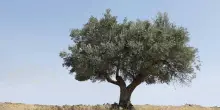 Il Progetto FIXYLL, satelliti e droni per il contrasto alla Xylella