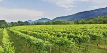 Vino, a Casertavecchia primo incontro su zonazione dell’Alta Campania