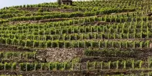 Dal 6 all’8 settembre a Sondrio debutta “ViVa, Vini Valtellina”