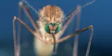 Salute, il virus West Nile: sintomi e allerta punture di zanzara