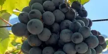 Vino, media inglesi in festa: il nostro Sud è la nuova Champagne