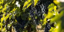 Vino, Coldiretti Alessandria: si prevede una buona vendemmia