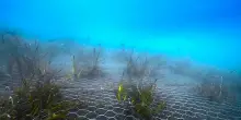 Green Sea Project, alle Cinque Terre completato il trapianto di Poseidonia oceanica