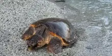 Tartaruga marina approda alle Cinque Terre, possibile nidificazione a Monterosso