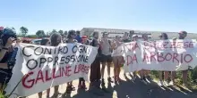 Animalisti contro maxi allevamento di galline ovaiole nel Vercellese