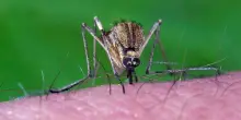 West Nile, Iss: salgono a 173 i casi confermati, 11 decessi