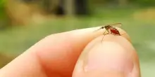 Il virus West Nile portato dalle zanzare è arrivato a Roma