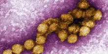 West Nile, Maruotti: casi doppi rispetto al 2024 ma crescita rallenta