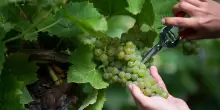 Vino, Trittico Veneto stima vendemmia da 14 mln di q., +3-5% sul 2024