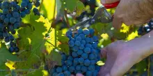 Vino, Buglioni: vendemmia aperta al pubblico nei vigneti in Valpolicella