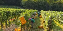 Vino, vendemmia in Franciacorta: qualità e quantità promettenti