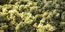 Vino, la vendemmia in Alto Adige inizia in anticipo a fine di agosto