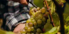 Vino, Consorzio Lugana Doc: un autunno di eventi tra Italia ed estero