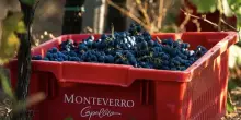 Vino, Taunay (Monteverro): vendemmia iniziata con raccolta Chardonnay