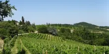 Vino, Colli Euganei: produzione inferiore a media ma di buona qualità