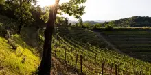 Vino, Tenuta Stella: vendemmia anticipata di Chardonnay e Ribolla