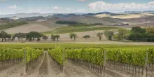 Vino, aperte iscrizioni a “BuyWine Toscana 2026”: 11-12 marzo a Firenze
