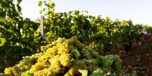 Vino, Cantina di Venosa avvia la vendemmia con Moscato e Merlot