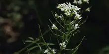 A Firenze torna il Flower Show, mostra mercato piante rare