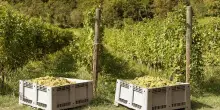 Vino, la Cantina Gradis’ciutta apre la vendemmia didattica nel Collio