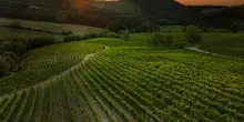 ’Oltrepò: Terra di Pinot Nero’: successo per la V edizione a Golferenzo